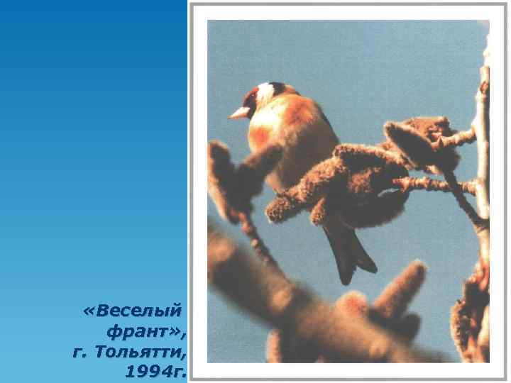  «Веселый франт» , г. Тольятти, 1994 г. 