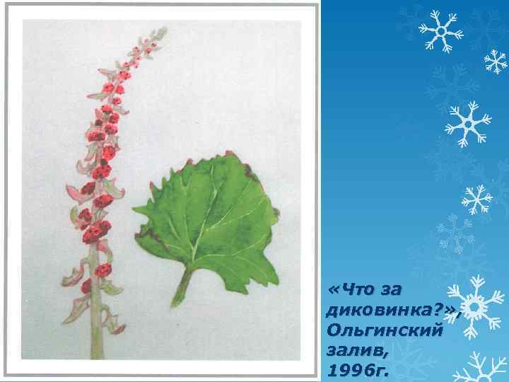  «Что за диковинка? » , Ольгинский залив, 1996 г. 