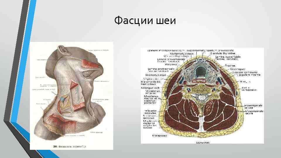 Фасции шеи