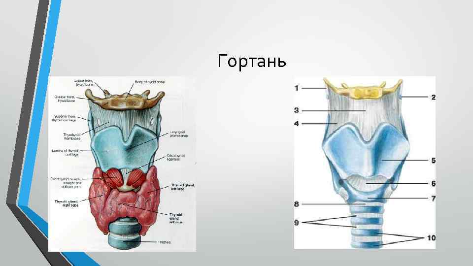 Гортань 