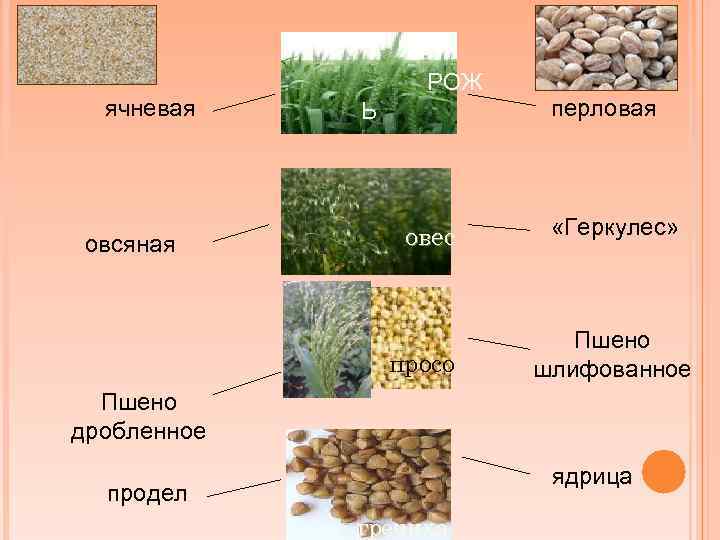 Вошел в оборот под названием сарацинское пшено. Ячневая, перловая, Геркулес. Геркулес пшено. Ячневая из какого зерна производится. Из какого растения делают ячневую кашу.