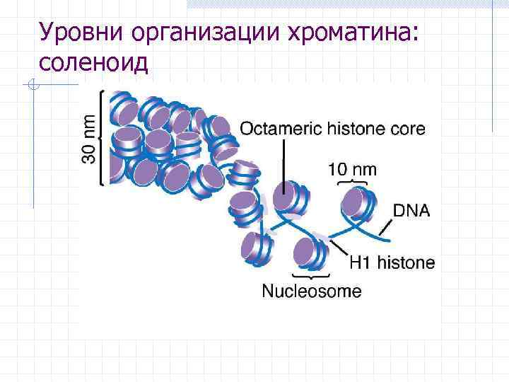Уровни организации хроматина: соленоид 