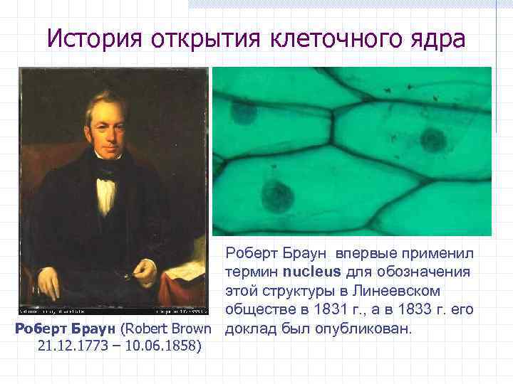 История открытия клеточного ядра Роберт Браун впервые применил термин nucleus для обозначения этой структуры