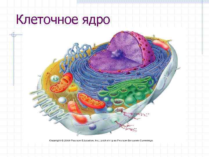 Клеточное ядро 