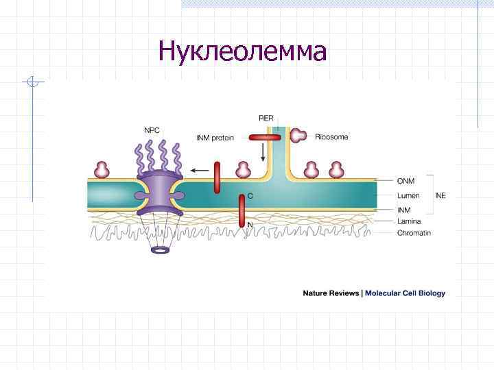 Нуклеолемма 