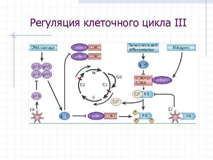 Регуляция клеточного цикла III 