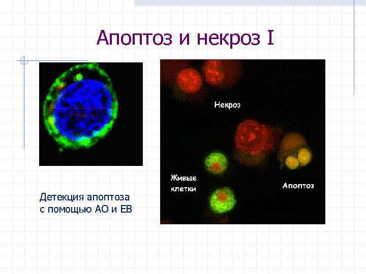 Апоптоз и некроз I Детекция апоптоза с помощью AO и EB 