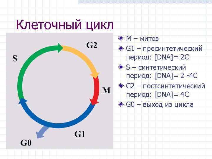 Клеточный цикл М – митоз G 1 – пресинтетический период: [DNA]= 2 C S