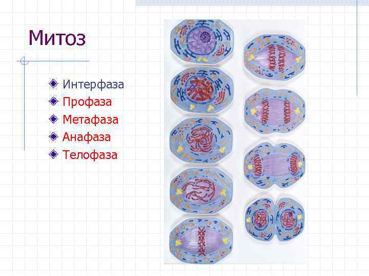 Митоз Интерфаза Профаза Метафаза Анафаза Телофаза 