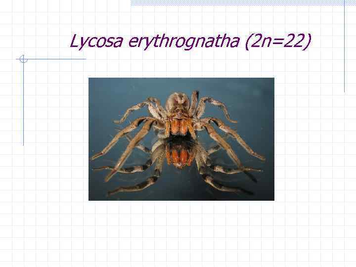 Lycosa erythrognatha (2 n=22) 