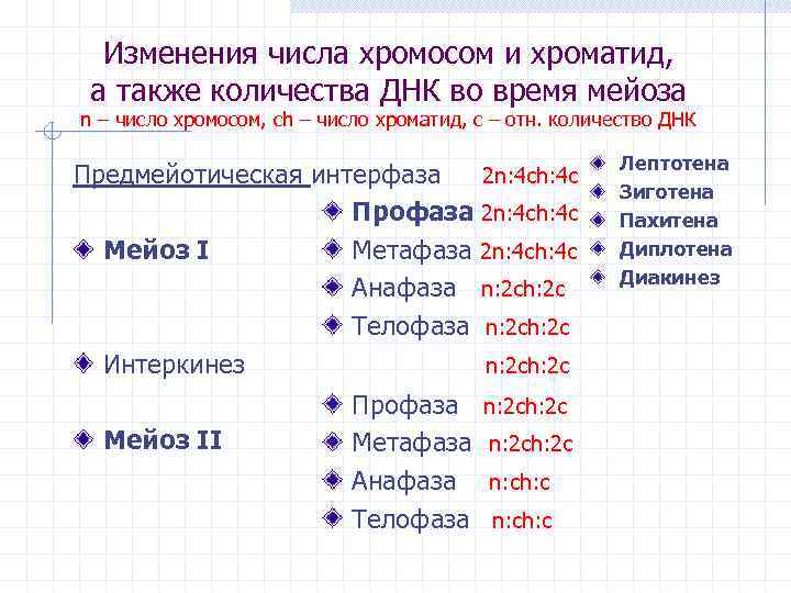 Изменения числа хромосом и хроматид, а также количества ДНК во время мейоза n –