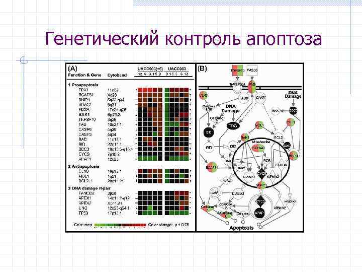 Генетический контроль апоптоза 