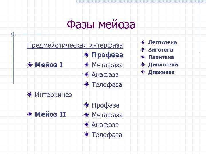 Фазы мейоза Предмейотическая интерфаза Профаза Метафаза Мейоз I Анафаза Телофаза Интеркинез Мейоз II Профаза