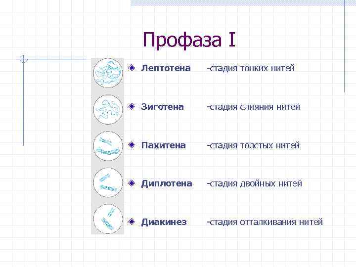 Профаза I Лептотена -стадия тонких нитей Зиготена -стадия слияния нитей Пахитена -стадия толстых нитей