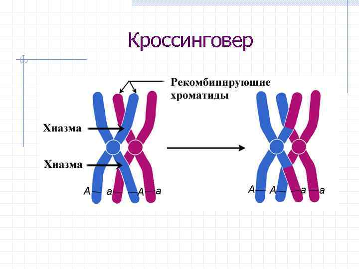 Кроссинговер 