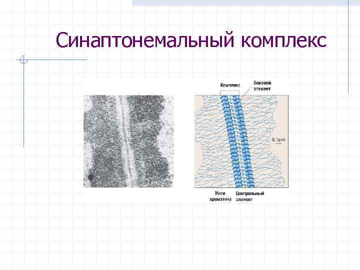 Синаптонемальный комплекс 