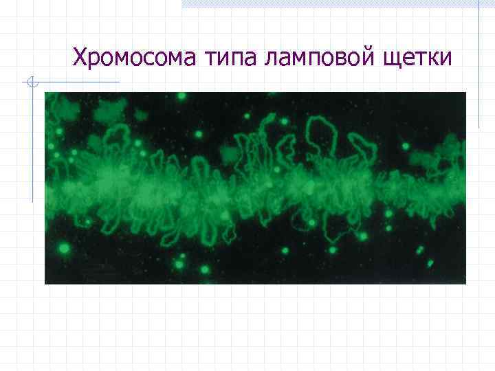 Хромосома типа ламповой щетки 