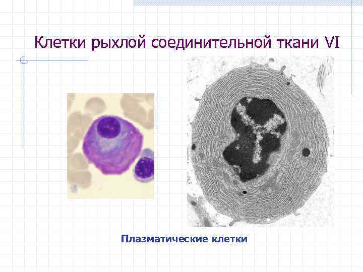 Клетки рыхлой соединительной ткани VI Плазматические клетки 