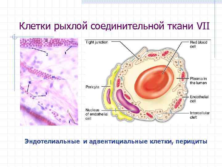 Клетки рыхлой соединительной ткани VII Эндотелиальные и адвентициальные клетки, перициты 