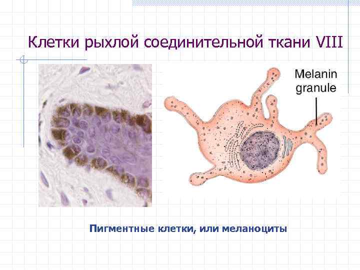 Клетки рыхлой соединительной ткани VIII Пигментные клетки, или меланоциты 