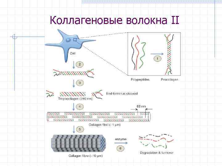 Коллагеновые волокна II 