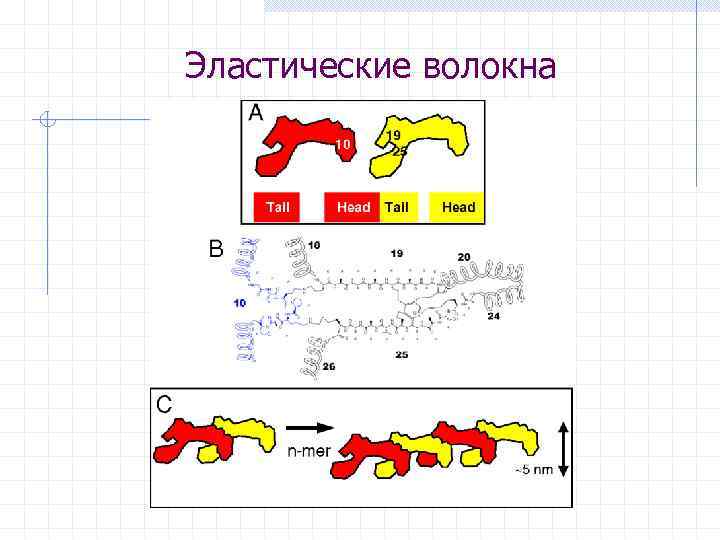 Эластические волокна 