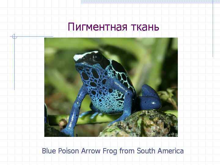 Пигментная ткань Blue Poison Arrow Frog from South America 