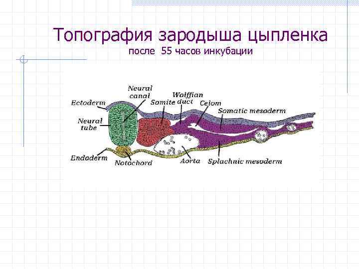 Топография зародыша цыпленка после 55 часов инкубации 