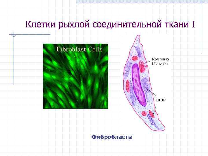 Клетки рыхлой соединительной ткани I Фибробласты 