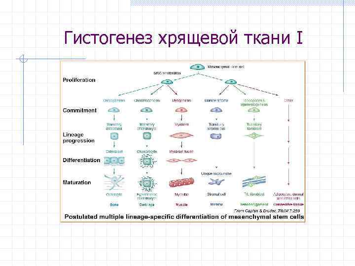 Гистогенез клеток костной ткани схема