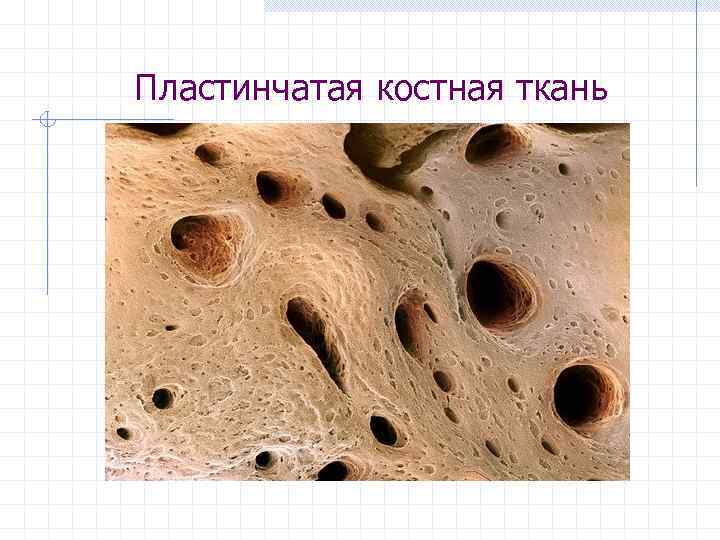 Пластинчатая костная ткань 