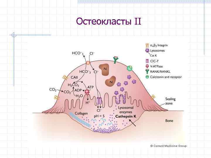 Остеокласты II 