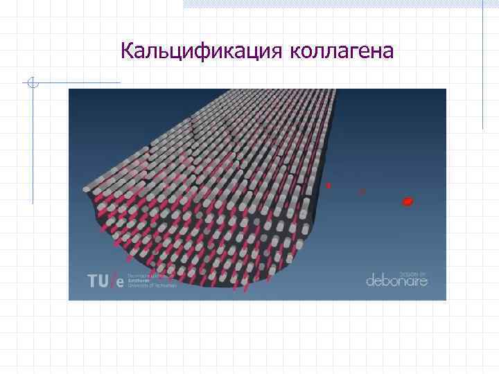 Кальцификация коллагена 