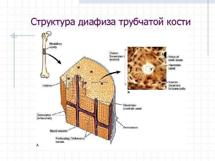 Структура диафиза трубчатой кости 