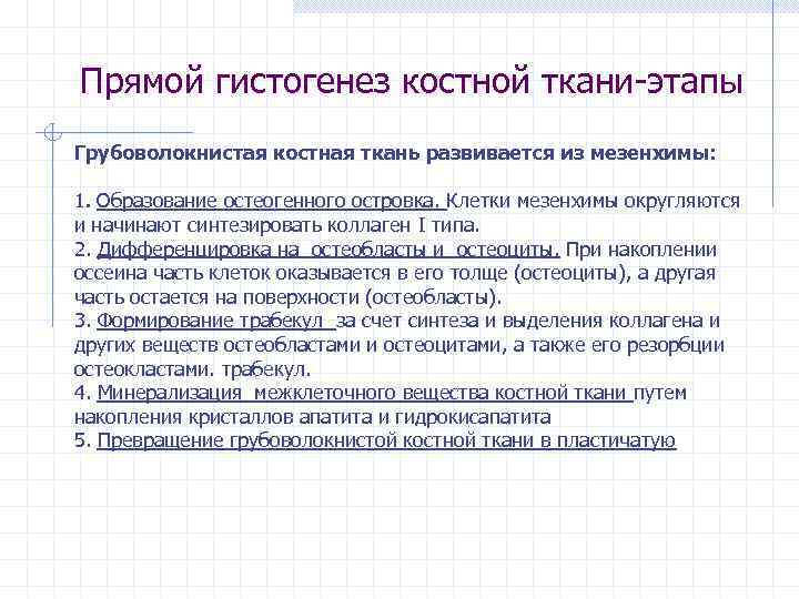 Прямой гистогенез костной ткани-этапы Грубоволокнистая костная ткань развивается из мезенхимы: 1. Образование остеогенного островка.