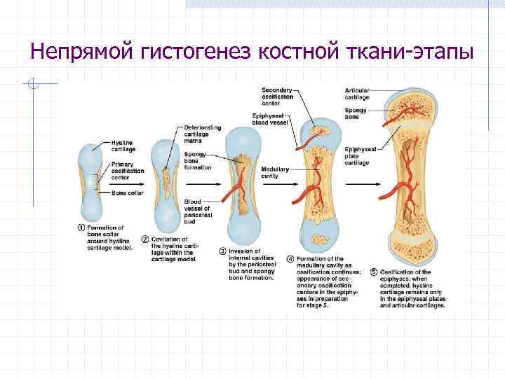 Непрямой гистогенез костной ткани-этапы 