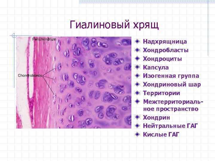 Гиалиновый хрящ Надхрящница Хондробласты Хондроциты Капсула Изогенная группа Хондриновый шар Территории Межтерриториальное пространство Хондрин