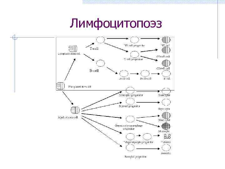 Лимфоцитопоэз 