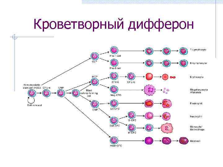 Кроветворный. Дифферон кроветворения. Эритробластический дифферон. Диффероны гемопоэза. Эритроцитарный дифферон.