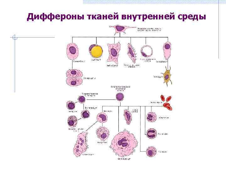 Диффероны тканей внутренней среды 