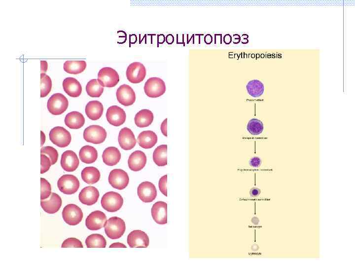 Эритроцитопоэз 