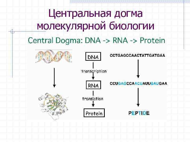 Центральная догма молекулярной биологии 