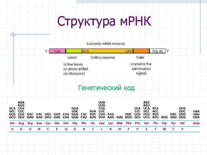 Структура м. РНК Генетический код 