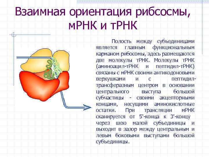 Субъединицы рибосом образуются в. Активные центры рибосом и их функции. Функциональный карман рибосомы. Функциональным карманом рибосомы является. Трансферазный центр рибосомы.