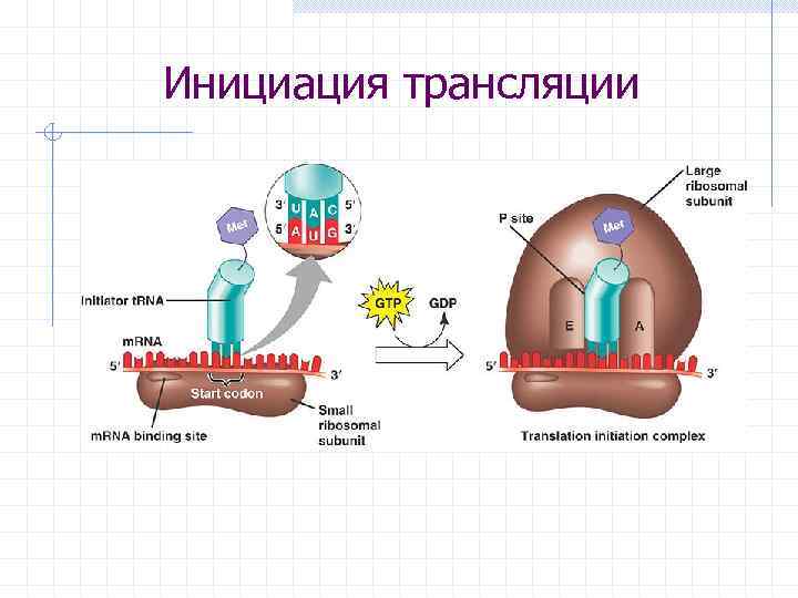 Инициация трансляции 
