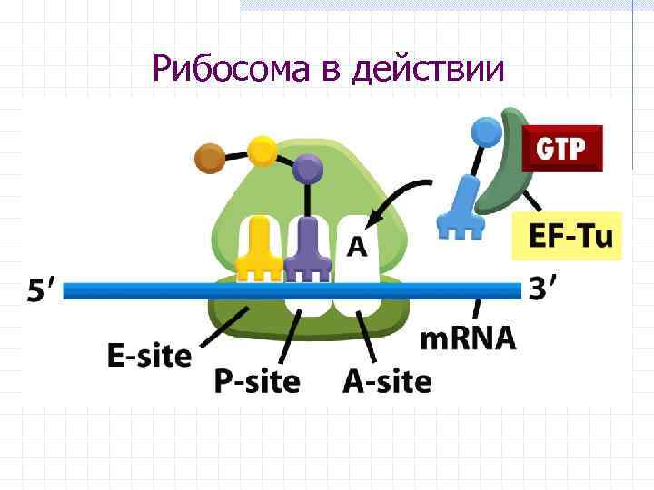 Рибосома в действии 