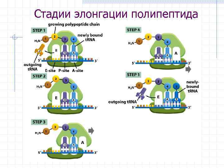 Стадии элонгации полипептида 