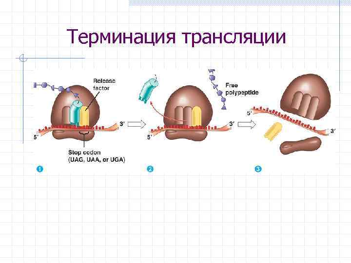Терминация трансляции 