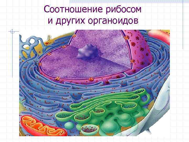Соотношение рибосом и других органоидов 