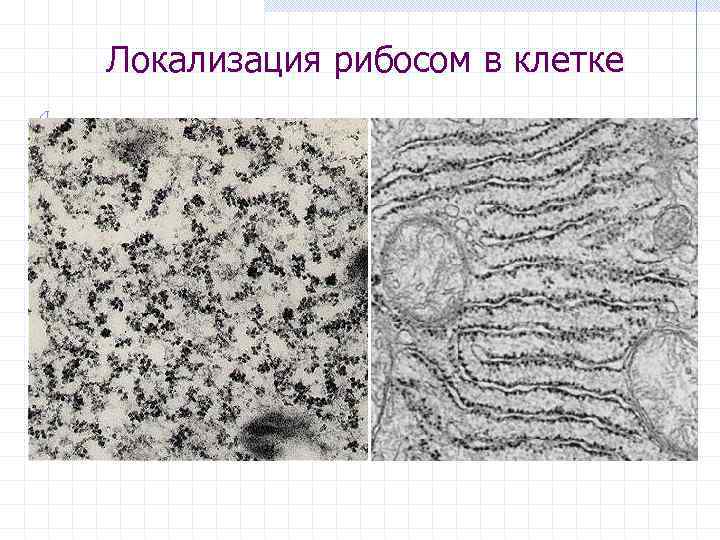 Локализация рибосом в клетке 